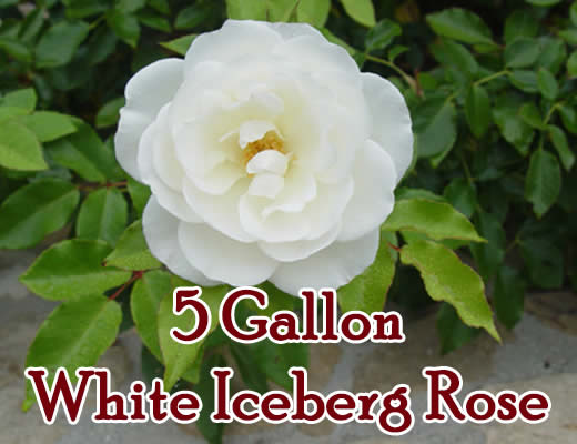 Iceberg Roses